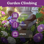 KVITER 50 Tall Morning Glory Seeds Mix (Ipomoea purpurea) – Climbing Morning Glory on The Vine, Annual Flower Seeds for Planting – Heirloom Seed Packets for Home Garden, Fences, Containers Outdoors