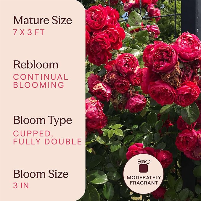 Heirloom Climbing Roses, Live Own Root Plant for Outdoor Garden, Arborose® Florentina, Moderately Fragrant, Hardiness Zones 5-10, Continual Blooming