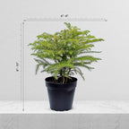Live Norfolk Island Pine, Christmas Tree, Star Pine, Office Gift, Housewarming Gift, Thank You Gift, Air Purifying Plant, Birthday Gift, Office Gift in 4" Pot