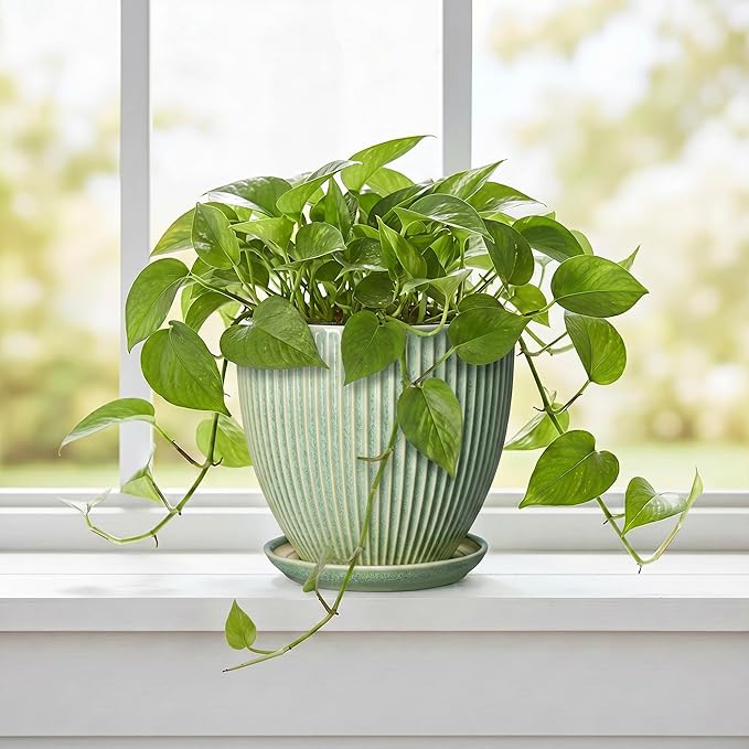 Ceramic Plant Pots, 6 Inch Ceramic Pots for Herb Snake Plants, Indoor Small Flower Pot with Drainage Hole and Saucer, Modern Round Planter, Room Office House Decor, Gardening Gifts, Green
