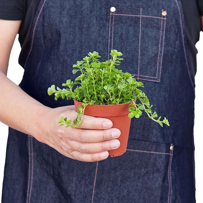 Nettle 'Baby's Tear' Live Plant for Indoor | Different Houseplants in 4'' & 6'' Pot | Real House Plant for Living Room, Office, Desk & Bathroom | Baby tear's