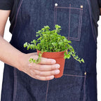 Nettle 'Baby's Tear' Live Plant for Indoor | Different Houseplants in 4'' & 6'' Pot | Real House Plant for Living Room, Office, Desk & Bathroom | Baby tear's