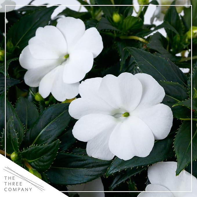 Live Flowering Sunpatiens - White (3 Plants Per Pack), Beautiful Annual Summer Color, 10" Tall by 6" Wide in 1 Quart Pot