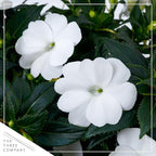 Live Flowering Sunpatiens - White (3 Plants Per Pack), Beautiful Annual Summer Color, 10" Tall by 6" Wide in 1 Quart Pot