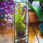 NCYP Closed Glass Terrarium with Door - 3.9x3.9x11.8 Inches Rectangular Tall Planter Box for Fern, Succulent Plants, Home Garden Tabletop Decor, Handmade (Terrarium Only)