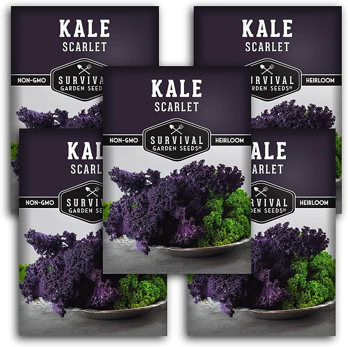 Scarlet Kale Seeds for Planting – Heirloom Purple Kale – Cold Hardy for Fall & Spring Vegetable Gardens – Crimson-Red Curly Leaves, Edible Garden Greens – Survival Garden Seeds (5 Packs)
