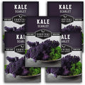 Scarlet Kale Seeds for Planting – Heirloom Purple Kale – Cold Hardy for Fall & Spring Vegetable Gardens – Crimson-Red Curly Leaves, Edible Garden Greens – Survival Garden Seeds (5 Packs)