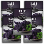 Scarlet Kale Seeds for Planting – Heirloom Purple Kale – Cold Hardy for Fall & Spring Vegetable Gardens – Crimson-Red Curly Leaves, Edible Garden Greens – Survival Garden Seeds (5 Packs)