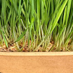 Cat Grass Grow Kit — 4-Batch Indoor Growing Set with Containers, Soil Disks & Seeds | Supports Digestion & Hairball Control | Ready to Grow, No Mess