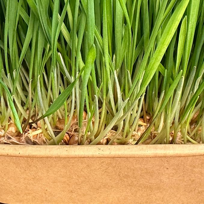 Cat Grass Grow Kit — 4-Batch Indoor Growing Set with Containers, Soil Disks & Seeds | Supports Digestion & Hairball Control | Ready to Grow, No Mess