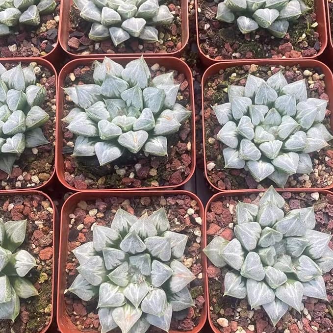 Rare Haworthia 'Love' – Exotic Succulent Plant – Unique, Collectible Live Indoor Plant – Easy-Care, Drought-Tolerant – Ideal for Succulent Enthusiasts, Workspaces & Special Occasions
