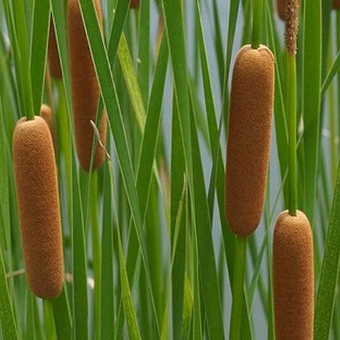 Chalily Graceful Cattail, a Great Live Pond Plant for Your Water Garden. Filters The koi and Goldfish Pond. Good for Bogs, Plant Shelf or Shallow Water This marginal Aquatic is a Real Beauty