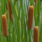 Chalily Graceful Cattail, a Great Live Pond Plant for Your Water Garden. Filters The koi and Goldfish Pond. Good for Bogs, Plant Shelf or Shallow Water This marginal Aquatic is a Real Beauty