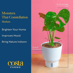 Costa Farms Thai Constellation, Variegated Monstera Live Plant in Self Watering Pot, Indoor Houseplant, Home, Room, or Office Decor, House Warming or Birthday Gift, 12-18 Inches Tall