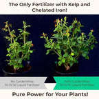 GARDENWISE 10-10-10 All Purpose Plant Food - Liquid Fertilizer with Seaweed Kelp & Iron - Indoor & Outdoor Plant Food, Vegetables, Flowers, Lawn & Garden 1x32oz