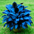 Hosta Seeds for Planting, 200+pcs Rare Perennial Hosta Flower Seeds, Non-GMO Heirloom Long Blooming Plants Shaded Entry Pathway Flowers for Garden Outdoors