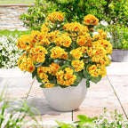Fake Geraniums Artificial Flowers for Outdoors Winter Decoration, 6 Bundles Silk Geraniums UV Resistant Look Real Yellow Faux Flowers Plants for Front Door Garden Planter Patio Balcony Yard Home
