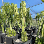 Cactus Outlet - Cactus Plants Live, Euphorbia Royaleana Live Cactus 36"+ - Rare Large Live Cactus - Landscape Ready Large Cactus Plant Live Delivered Right to Your Door