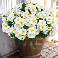 Hananona 6 Pcs Artificial Geranium Flowers for Outdoors Geranium Silk Flowers Outdoor UV Resistant Garden Plants Faux Flowers for Home Kitchen Table Centerpieces Decor (6, Snow White)