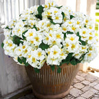 Hananona 12 Pcs Artificial Geranium Flowers for Outdoors Geranium Silk Flowers Outdoor UV Resistant Garden Plants Faux Flowers for Home Kitchen Table Centerpieces Decor (12, Snow White)