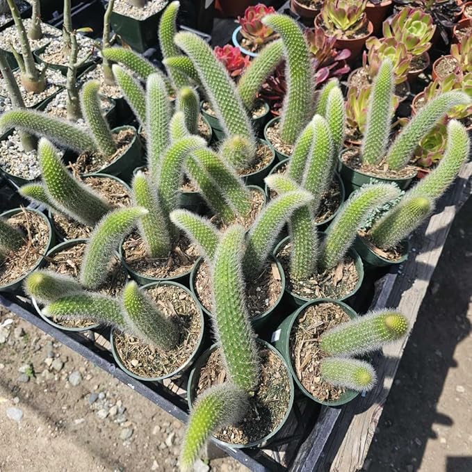 Monkey Tail Cactus Live Plants for Planting, Live Monkey Tail Cactus Houseplant Succulents 6-8" for Indoor Outdoor Planting
