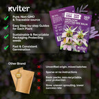 KVITER 350 Spotted Bee Balm Seeds (Monarda Punctata) - Horsemint, Aromatic Oregano Scent, Pollinator Favorite Wildflower, Non GMO Heirloom Seed - Biennial Flower Seeds in Seed Packets for Outdoors