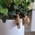 Tortoise Figure for Plant Pot Hanger, Dinosaur & Tortoise Pot Hanger- Cute Animal Shaped Pots, Plant Buddy Decorations for Outdoor Planters (Tortoise and Dinosaur)