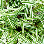 Perfect Plants Reverse Variegated Spider Plant in 6in. Grower's Pot | Live Houseplant for Indoor Growing | Easy to Care for & Keep Alive | Beautiful White & Green Reverse Variegated Leaves