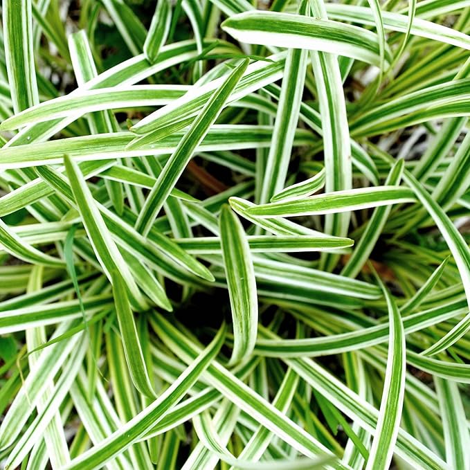 Perfect Plants Reverse Variegated Spider Plant in 6in. Grower's Pot | Live Houseplant for Indoor Growing | Easy to Care for & Keep Alive | Beautiful White & Green Reverse Variegated Leaves