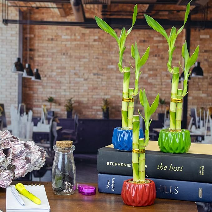 Live Lucky Bamboo 2 Stalk Love Arrangement in Round Green Ceramic Planter - 4 and 6 Inches Lucky Bamboo Indoor Potted House Plant for Home and Office Decor
