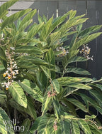Nature's Way Farms Ginger Variegated Live Plant (25-30 in. Tall)