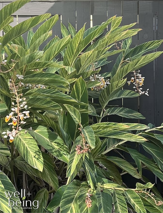Nature's Way Farms Ginger Variegated Live Plant (25-30 in. Tall)