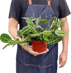 Maranta 'Lemon Lime' Live Plant for Indoor | Different Houseplants in 4'' & 6'' Pot | Real House Plant for Living Room, Office, Desk & Bathroom | Prayer Plant