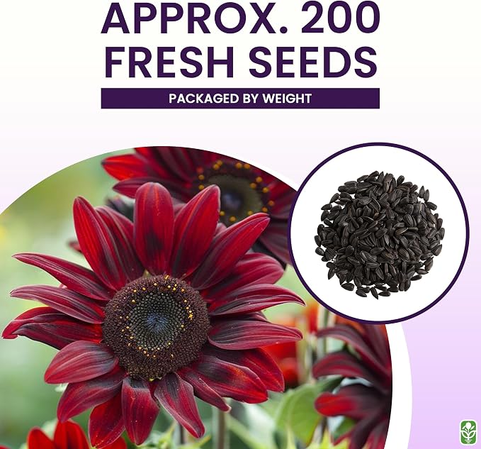 Chocolate Cherry Sunflower Seeds to Plant - Heirloom & Non-GMO - Package 50+ Sunflower Seeds for Planting in Your Home Garden