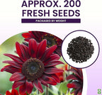 Chocolate Cherry Sunflower Seeds to Plant - Heirloom & Non-GMO - Package 50+ Sunflower Seeds for Planting in Your Home Garden