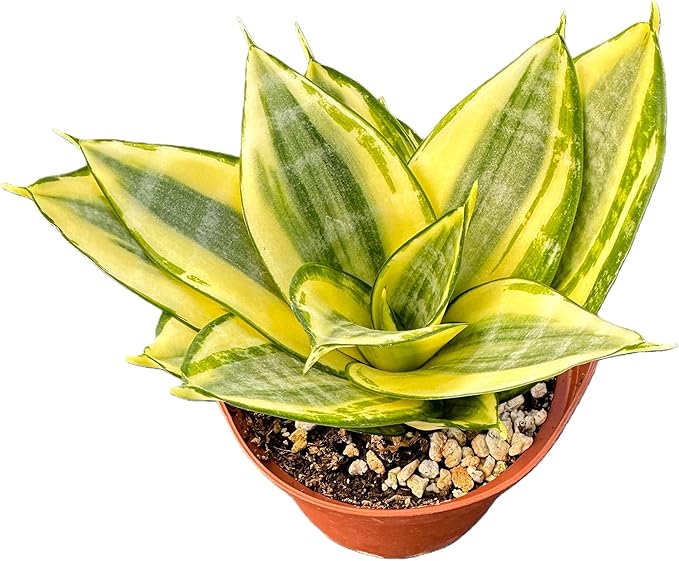 Sprout N Green Sansevieria 'Golden Hahnii', Live Snake Plant Fully Rooted in 4" Planter with Soil, Home Office Indoor Outdoor Wedding Decoration DIY Projects Party Favor
