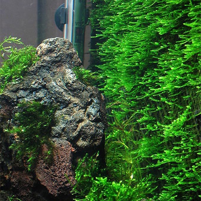 3xJava Moss Plants, Live Aquarium Plant | Versatile & Low-Maintenance Aquatic Moss Plant Perfect for Creating Beautiful Aquascapes Bunch Special BUY2GET1FREE