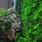 3xJava Moss Plants, Live Aquarium Plant | Versatile & Low-Maintenance Aquatic Moss Plant Perfect for Creating Beautiful Aquascapes Bunch Special BUY2GET1FREE