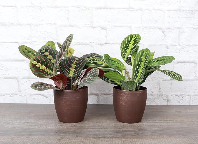 Thorsen's Greenhouse Prayer Plants Set of 2, Maranta leuconeura, Pet Safe, Low Light, Live Indoor Plants, 4" Diameter Plants, Classic Pots (Copper)