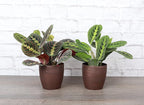Thorsen's Greenhouse Prayer Plants Set of 2, Maranta leuconeura, Pet Safe, Low Light, Live Indoor Plants, 4" Diameter Plants, Classic Pots (Copper)