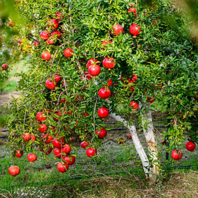 Live Pomegranate 'Wonderful' Plants (Punica Granatum 'Wonderful') - Fruit-Bearing, Drought-Tolerant, Easy to Grow (2 Pomegranate Wonderful sacs)