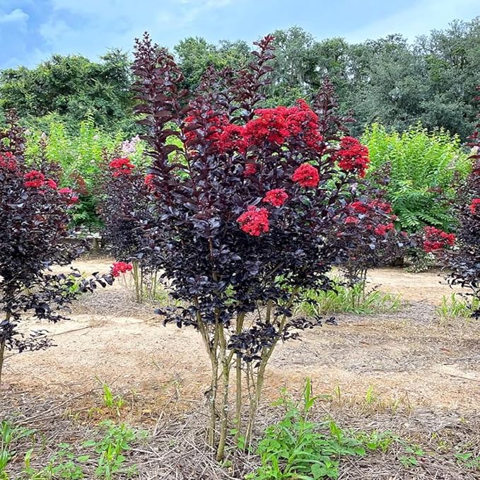 Black Diamond Crimson Red Crape Myrtle Live Tree, 1 Gallon Potted, Red Flowers | Arbor Day Foundation (Due to Agricultural Laws, Unavailable to CA, AZ)