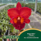 Better-Gro Cattleya Hybrid RLC. Nakornchaisri Red, 4" Live Plant, Blooms in 6-12 Months with Proper Care, Deep red Petals with deep red Ruffled Lip, Hand-Selected by Master Growers