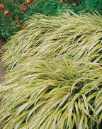 RedCrocus Aureola Japanese Forest Grass Hakone Grass- Deciduous, Shade-Tolerant, Low Maintenance, Container Friendly, Deer Resistant, Pet Safe, Garden, Landscape 1 Gallon