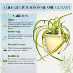 Spider Plant (Chlorophytum comosum) Live Plant in 4-Inch Pot - Easy Care Green & White Variegated Air-Purifying Houseplant for Home, Office, and Gifts (Heat Pack Included)