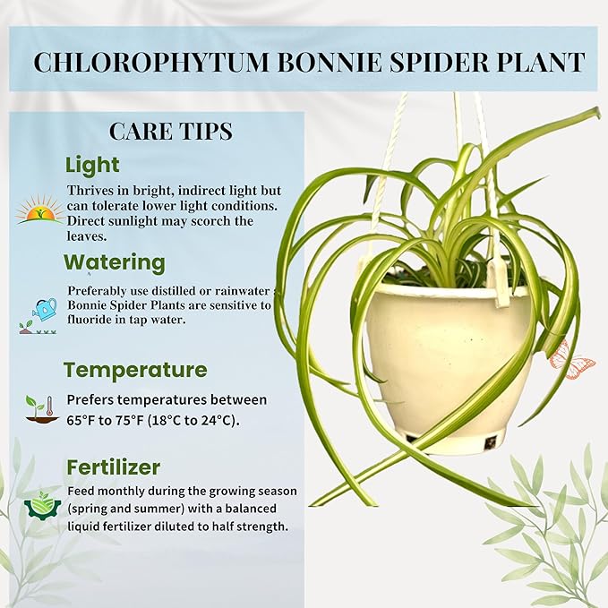 Spider Plant (Chlorophytum comosum) Live Plant in 4-Inch Pot - Easy Care Green & White Variegated Air-Purifying Houseplant for Home, Office, and Gifts (Heat Pack Included)