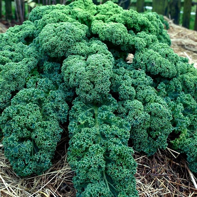 Kale Garden Seeds - Vates Blue Scotch Curled - 4 Oz - Non-GMO, Heirloom- Vegetable Gardening & Microgreens