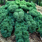 Kale Garden Seeds - Vates Blue Scotch Curled - 4 Oz - Non-GMO, Heirloom- Vegetable Gardening & Microgreens