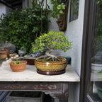 Succulent Planters 8 Inch - Ceramic Bonsai Pots with Drainage Hole and Tray, Shallow Plant Pot Indoor Outdoor, Round Succulent Pots, Planter Bowl, Porch Decor, Housewarming Gifts, Yellow