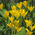 Chalily Yellow Rain Lily, a Great Live Pond Plant for Your Water Garden. Filters The koi and Goldfish Pond. Good for Bogs, Plant Shelf or Shallow Water This marginal Aquatic is a Real Beauty